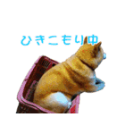 柴犬ゆげの日常 2（個別スタンプ：21）