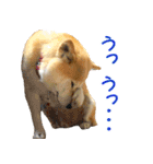 柴犬ゆげの日常 2（個別スタンプ：22）