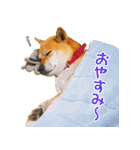 柴犬ゆげの日常 2（個別スタンプ：23）