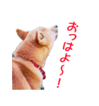柴犬ゆげの日常 2（個別スタンプ：24）
