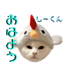 ねねこ♡⑫実写猫…色々ニャンコの顔だけ〜（個別スタンプ：1）