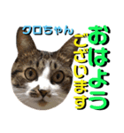 ねねこ♡⑫実写猫…色々ニャンコの顔だけ〜（個別スタンプ：2）