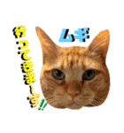 ねねこ♡⑫実写猫…色々ニャンコの顔だけ〜（個別スタンプ：4）