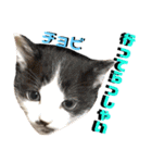 ねねこ♡⑫実写猫…色々ニャンコの顔だけ〜（個別スタンプ：5）