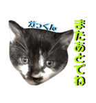 ねねこ♡⑫実写猫…色々ニャンコの顔だけ〜（個別スタンプ：7）