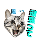 ねねこ♡⑫実写猫…色々ニャンコの顔だけ〜（個別スタンプ：8）