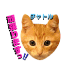 ねねこ♡⑫実写猫…色々ニャンコの顔だけ〜（個別スタンプ：9）