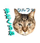 ねねこ♡⑫実写猫…色々ニャンコの顔だけ〜（個別スタンプ：10）