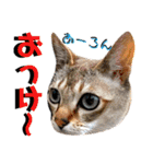 ねねこ♡⑫実写猫…色々ニャンコの顔だけ〜（個別スタンプ：11）