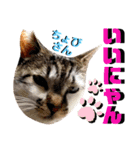 ねねこ♡⑫実写猫…色々ニャンコの顔だけ〜（個別スタンプ：12）