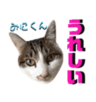 ねねこ♡⑫実写猫…色々ニャンコの顔だけ〜（個別スタンプ：13）