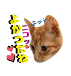 ねねこ♡⑫実写猫…色々ニャンコの顔だけ〜（個別スタンプ：14）