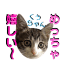 ねねこ♡⑫実写猫…色々ニャンコの顔だけ〜（個別スタンプ：15）