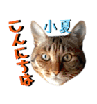 ねねこ♡⑫実写猫…色々ニャンコの顔だけ〜（個別スタンプ：16）