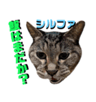 ねねこ♡⑫実写猫…色々ニャンコの顔だけ〜（個別スタンプ：17）