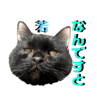 ねねこ♡⑫実写猫…色々ニャンコの顔だけ〜（個別スタンプ：18）