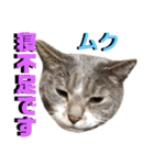 ねねこ♡⑫実写猫…色々ニャンコの顔だけ〜（個別スタンプ：19）
