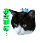 ねねこ♡⑫実写猫…色々ニャンコの顔だけ〜（個別スタンプ：21）