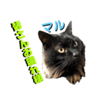 ねねこ♡⑫実写猫…色々ニャンコの顔だけ〜（個別スタンプ：22）