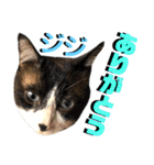 ねねこ♡⑫実写猫…色々ニャンコの顔だけ〜（個別スタンプ：23）
