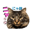ねねこ♡⑫実写猫…色々ニャンコの顔だけ〜（個別スタンプ：24）