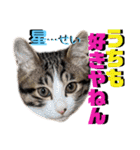ねねこ♡⑫実写猫…色々ニャンコの顔だけ〜（個別スタンプ：25）