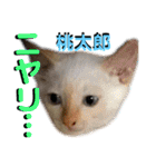 ねねこ♡⑫実写猫…色々ニャンコの顔だけ〜（個別スタンプ：26）