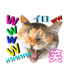ねねこ♡⑫実写猫…色々ニャンコの顔だけ〜（個別スタンプ：27）