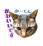 ねねこ♡⑫実写猫…色々ニャンコの顔だけ〜（個別スタンプ：28）