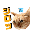 ねねこ♡⑫実写猫…色々ニャンコの顔だけ〜（個別スタンプ：29）