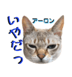 ねねこ♡⑫実写猫…色々ニャンコの顔だけ〜（個別スタンプ：30）