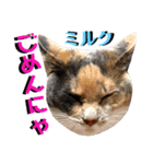 ねねこ♡⑫実写猫…色々ニャンコの顔だけ〜（個別スタンプ：31）