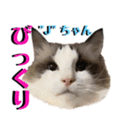 ねねこ♡⑫実写猫…色々ニャンコの顔だけ〜（個別スタンプ：32）