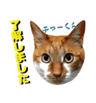 ねねこ♡⑫実写猫…色々ニャンコの顔だけ〜（個別スタンプ：33）