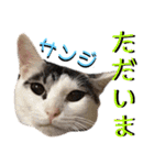 ねねこ♡⑫実写猫…色々ニャンコの顔だけ〜（個別スタンプ：34）