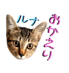 ねねこ♡⑫実写猫…色々ニャンコの顔だけ〜（個別スタンプ：35）