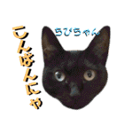 ねねこ♡⑫実写猫…色々ニャンコの顔だけ〜（個別スタンプ：36）