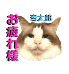 ねねこ♡⑫実写猫…色々ニャンコの顔だけ〜（個別スタンプ：37）