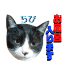 ねねこ♡⑫実写猫…色々ニャンコの顔だけ〜（個別スタンプ：38）