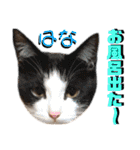 ねねこ♡⑫実写猫…色々ニャンコの顔だけ〜（個別スタンプ：39）