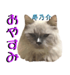ねねこ♡⑫実写猫…色々ニャンコの顔だけ〜（個別スタンプ：40）
