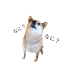 愛犬のいろいろ②（個別スタンプ：1）