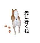 愛犬のいろいろ②（個別スタンプ：2）