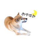 愛犬のいろいろ②（個別スタンプ：4）