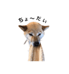 愛犬のいろいろ②（個別スタンプ：8）