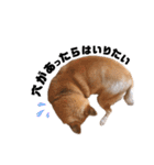 愛犬のいろいろ②（個別スタンプ：9）
