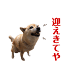 愛犬のいろいろ②（個別スタンプ：11）