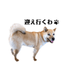 愛犬のいろいろ②（個別スタンプ：12）