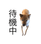 愛犬のいろいろ②（個別スタンプ：13）