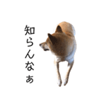 愛犬のいろいろ②（個別スタンプ：14）